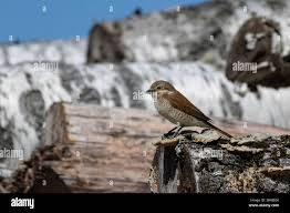 Attēlu rezultāti vaicājumam “Lanius collurio female”