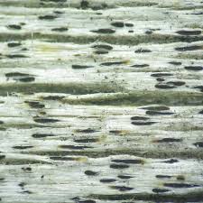 Attēlu rezultāti vaicājumam “Xylographa paralella”