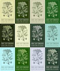 Attēlu rezultāti vaicājumam “Laserpitium latifolium leaf”