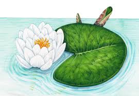 Attēlu rezultāti vaicājumam “Nymphaea alba”