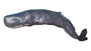 Image result for Physeter macrocephalus