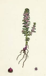 Attēlu rezultāti vaicājumam “Glaux maritima flower”