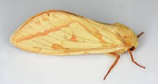 Attēlu rezultāti vaicājumam “Hepialus humuli”