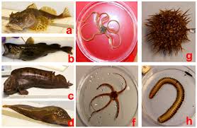 Image result for Myoxocephalus scorpius