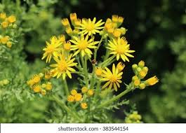 Attēlu rezultāti vaicājumam “Jacobaea paludosa flower”