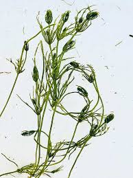 Attēlu rezultāti vaicājumam “Chara intermedia”