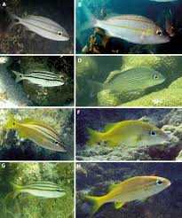 Image result for Haemulon aurolineatum