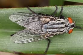 Attēlu rezultāti vaicājumam “Sarcophagidae”