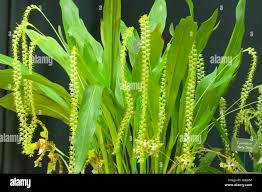 Attēlu rezultāti vaicājumam “Paraleucobryum longifolium”