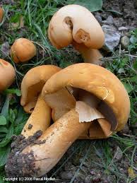 Attēlu rezultāti vaicājumam “Phaeolepiota aurea”