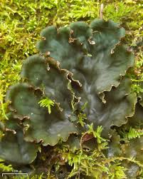 Attēlu rezultāti vaicājumam “Peltigera praetextata”