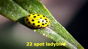 Attēlu rezultāti vaicājumam “Psyllobora vigintiduopunctata”