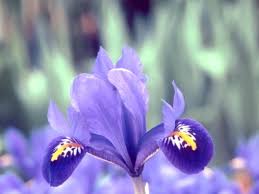 Attēlu rezultāti vaicājumam “Iris reticulata”