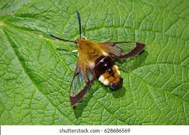 Attēlu rezultāti vaicājumam “Hemaris fuciformis”