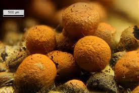 Attēlu rezultāti vaicājumam “Badhamia nitens”