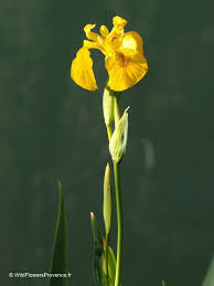 Attēlu rezultāti vaicājumam “Iris pseudacorus flower”