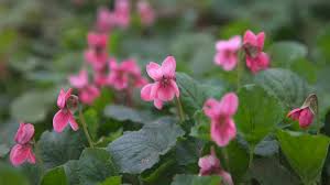 Image result for Veilchen