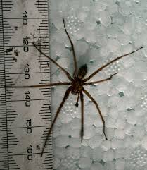 Attēlu rezultāti vaicājumam “Tegenaria sp.”