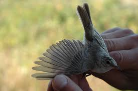 Image result for Hippolais caligata