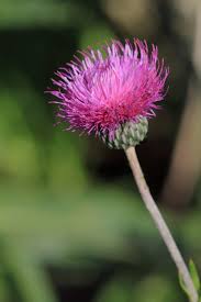 Attēlu rezultāti vaicājumam “Cirsium heterophyllum flower”