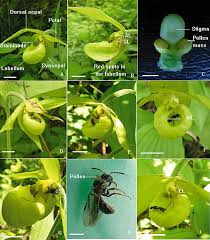 Attēlu rezultāti vaicājumam “Cypripedium calceolus flower”