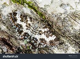 Attēlu rezultāti vaicājumam “Epirrhoe tristata imago”