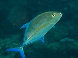 Image result for Caranx melampygus