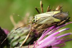 Attēlu rezultāti vaicājumam “Adelphocoris quadripunctatus”