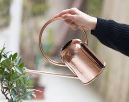 Image result for Heuchera Metallica