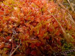 Attēlu rezultāti vaicājumam “Odontoschisma denudatum cells”