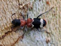 Attēlu rezultāti vaicājumam “Thanasimus formicarius”