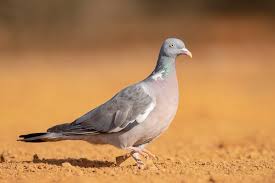 Image result for Columba palumbus