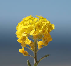 Attēlu rezultāti vaicājumam “Alyssum gmelinii”