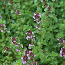 Attēlu rezultāti vaicājumam “Thymus pulegioides leaf”