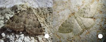 Attēlu rezultāti vaicājumam “Triphosa dubitata”