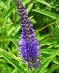 Attēlu rezultāti vaicājumam “Veronica longifolia bud”