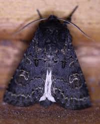 Attēlu rezultāti vaicājumam “Tholera decimalis female”