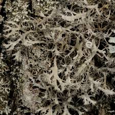 Attēlu rezultāti vaicājumam “Anaptychia ciliaris”