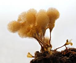 Attēlu rezultāti vaicājumam “Hemitrichia chrysospora sessile”