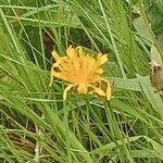 Attēlu rezultāti vaicājumam “Crepis paludosa fruit”