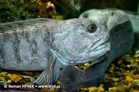 Image result for Anarhichas lupus