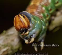 Attēlu rezultāti vaicājumam “Sphinx pinastri larva”