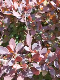 Attēlu rezultāti vaicājumam “Berberis thunbergii flower”