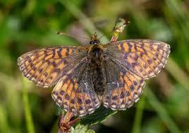 Attēlu rezultāti vaicājumam “Boloria aquilonaris underside”