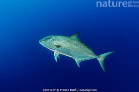 Image result for Seriola rivoliana