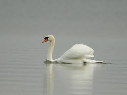 Attēlu rezultāti vaicājumam “Cygnus olor adult”