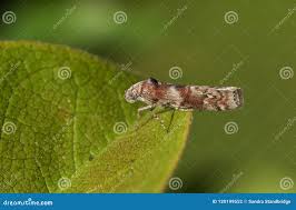 Attēlu rezultāti vaicājumam “Phycita roborella”