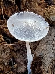 Attēlu rezultāti vaicājumam “Badhamiopsis praetermissa sessile”