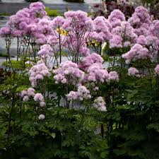 Attēlu rezultāti vaicājumam “Thalictrum aquilegifolium flower”