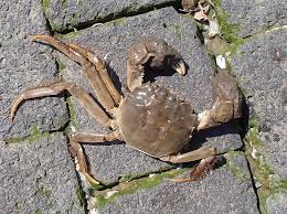 Image result for Eriocheir sinensis